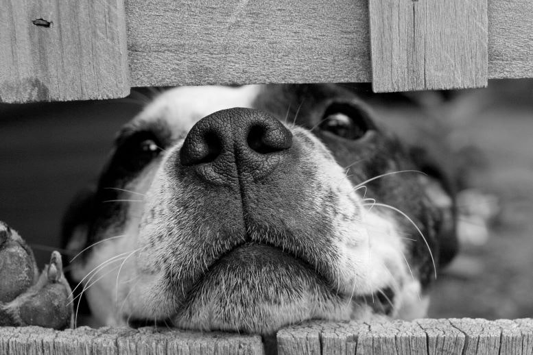 1672950055412 Dogpexels