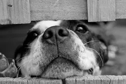 1672950055412 Dogpexels 1672950055412 Dogpexels