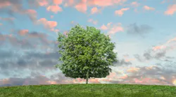 tree
