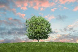 1672950391658 Tree 1672950391658 Tree