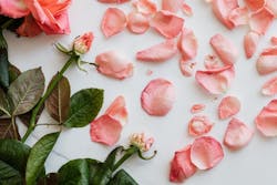 1673017810649 Pexelskarolinagrabowska4041330 1673017810649 Pexelskarolinagrabowska4041330