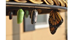 suzanne-d-williams-VMKBFR6r_jg-unsplash-1 suzanne-d-williams-VMKBFR6r_jg-unsplash-1