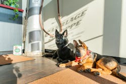Bruno (left) and Rex (right) were owned by the previous owners of Carriage Shoppe before it was bought by Yoder Family of Companies. Bruno (left) and Rex (right) were owned by the previous owners of Carriage Shoppe before it was bought by Yoder Family of Companies.