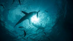 6670214173b9c624be45a7ea Adobestock 230014277 6670214173b9c624be45a7ea Adobestock 230014277