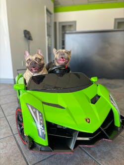 Bulldogs Lambo Bulldogs Lambo